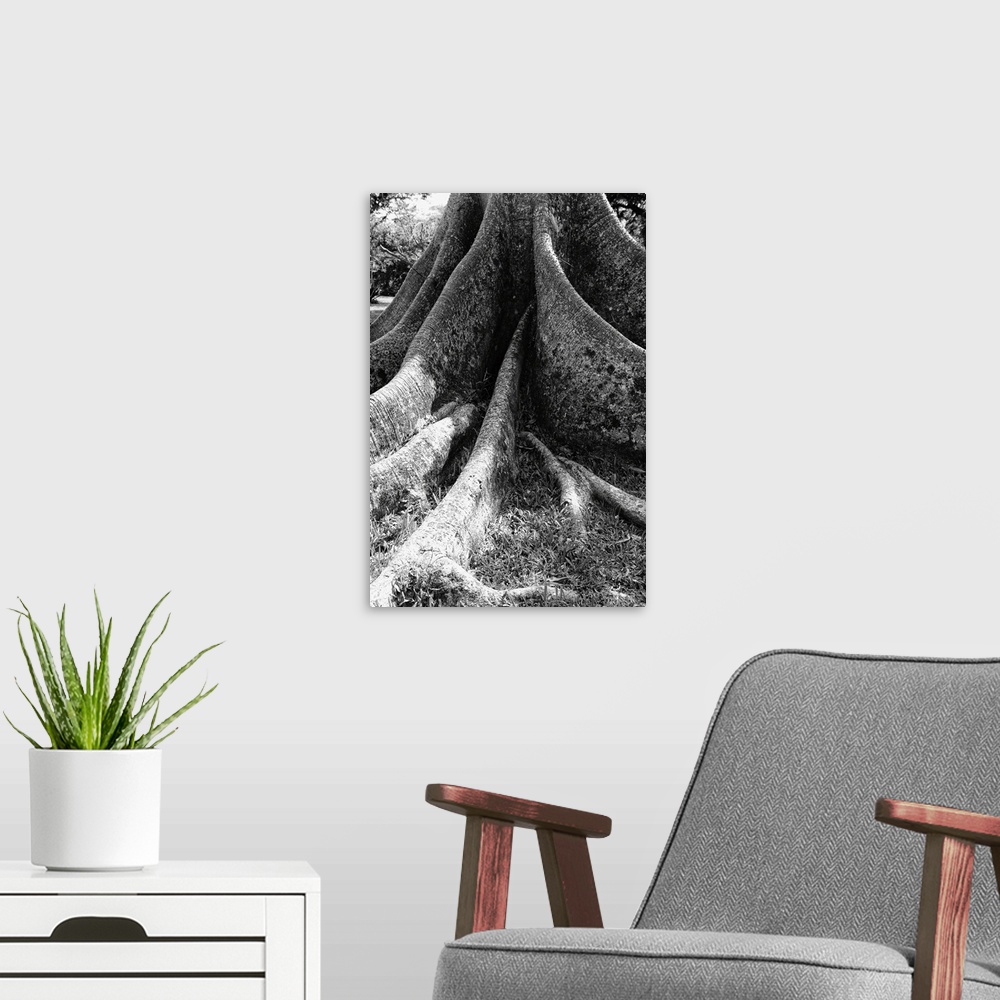 A modern room featuring Close Up View of the Roots of a Ceiba Tree, Puerto Rico.
