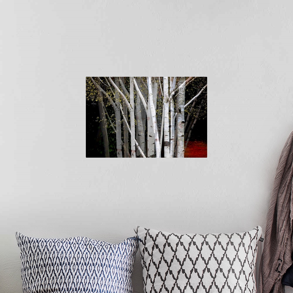 A bohemian room featuring Multiple exposure photograph of a cluster of Birch trees with yellow leaves.