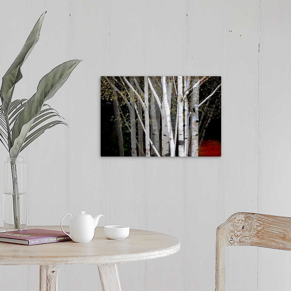 A farmhouse room featuring Multiple exposure photograph of a cluster of Birch trees with yellow leaves.