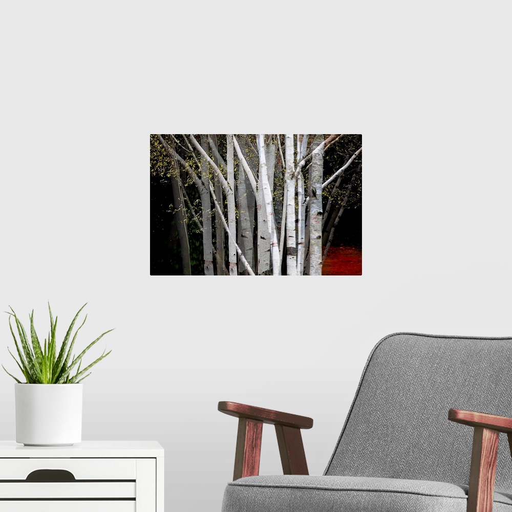 A modern room featuring Multiple exposure photograph of a cluster of Birch trees with yellow leaves.