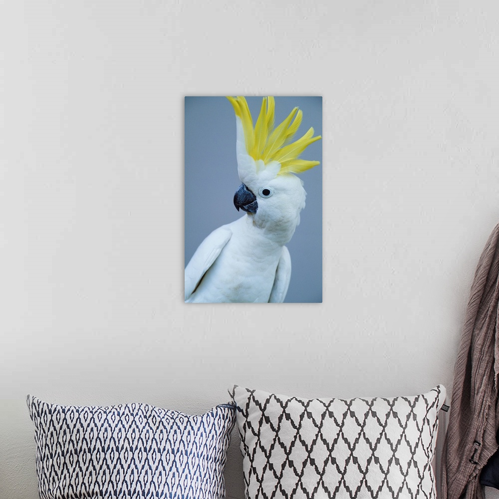 A bohemian room featuring sulphur-crested cockatoo