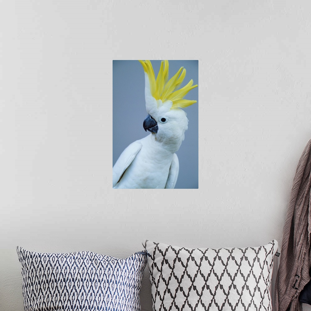 A bohemian room featuring sulphur-crested cockatoo