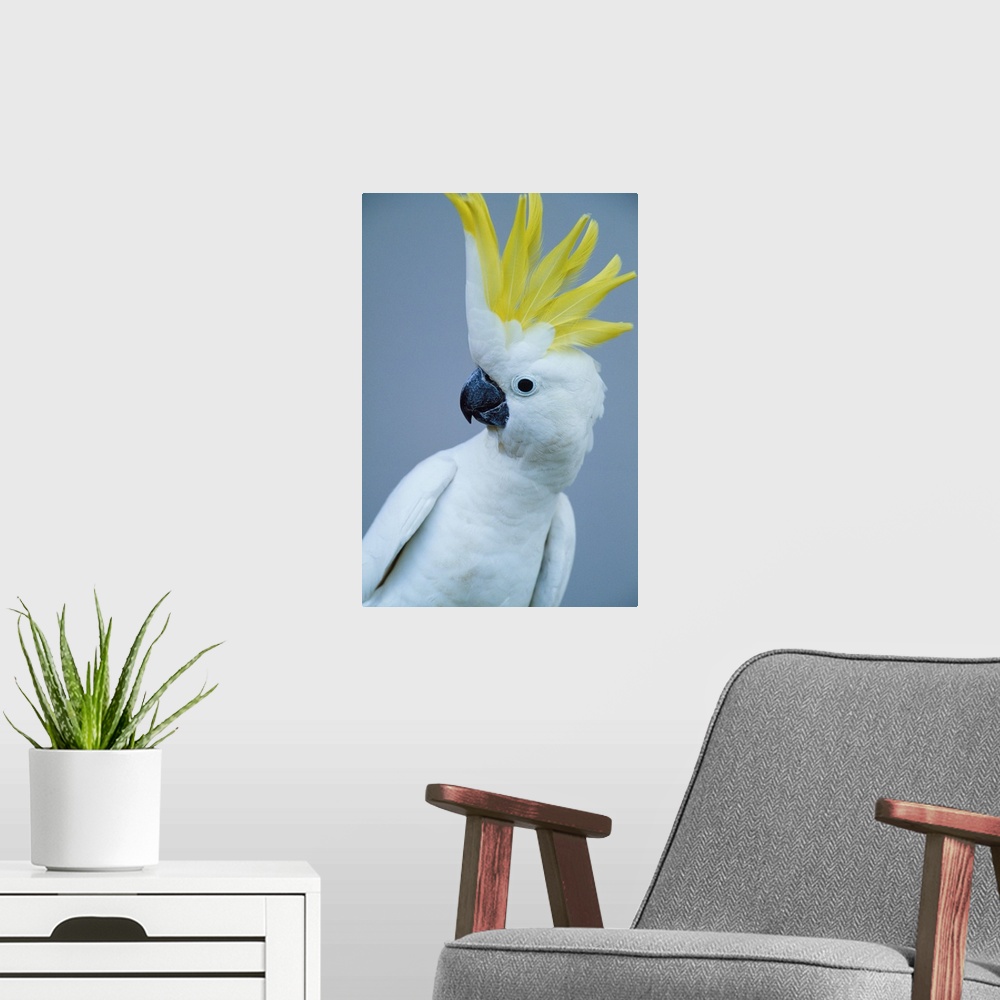 A modern room featuring sulphur-crested cockatoo