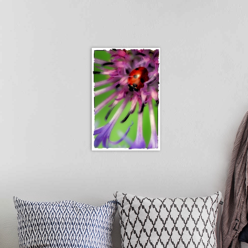 A bohemian room featuring Close up of a ladybug in a flower