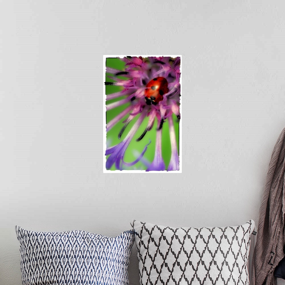 A bohemian room featuring Close up of a ladybug in a flower
