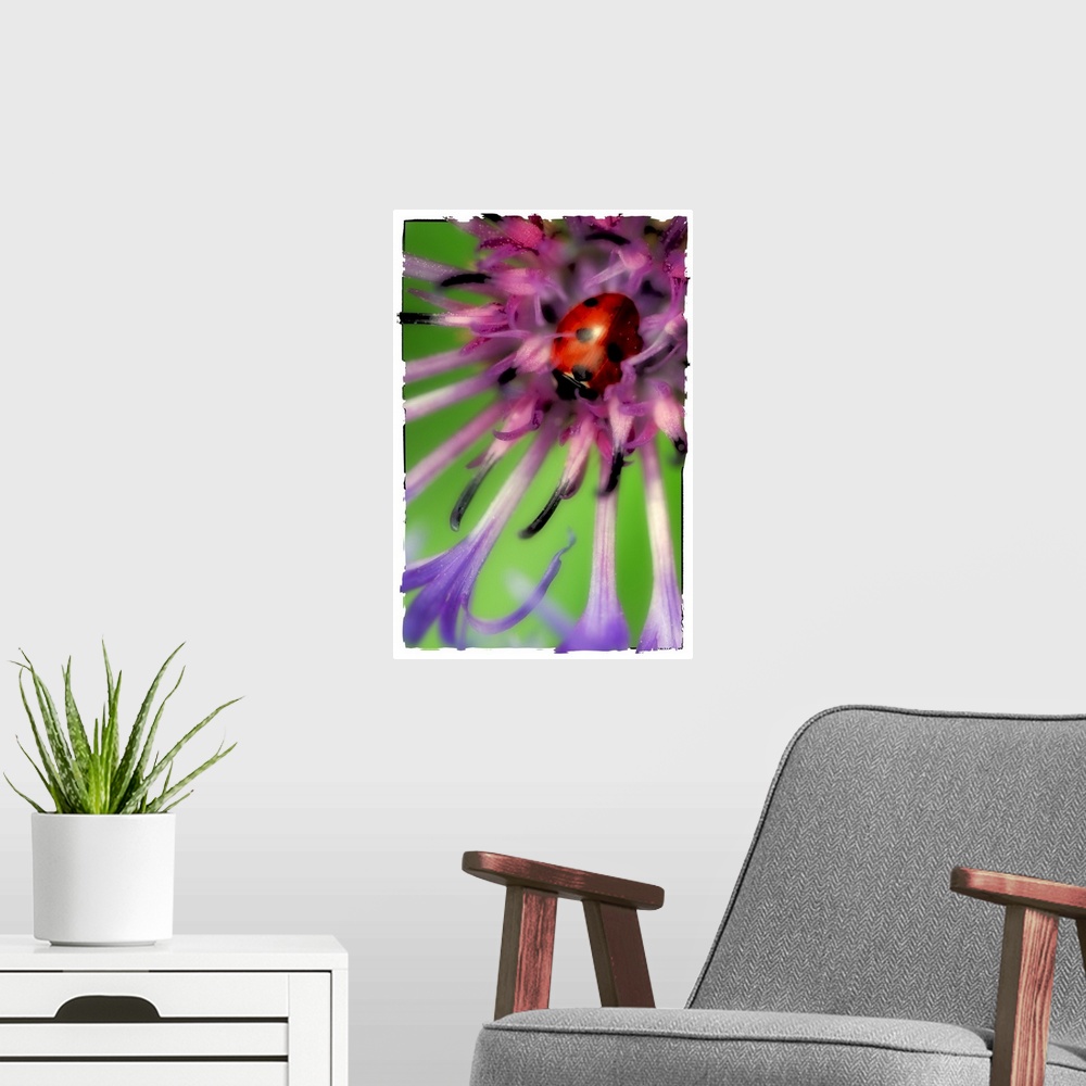 A modern room featuring Close up of a ladybug in a flower