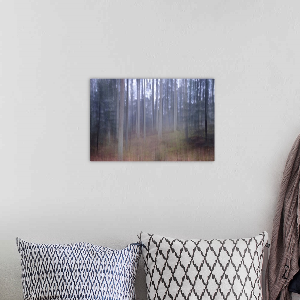 A bohemian room featuring Artistically blurred photo. Old pine forest Dover Plantage in North Jutland, Denmark, on a rainy ...