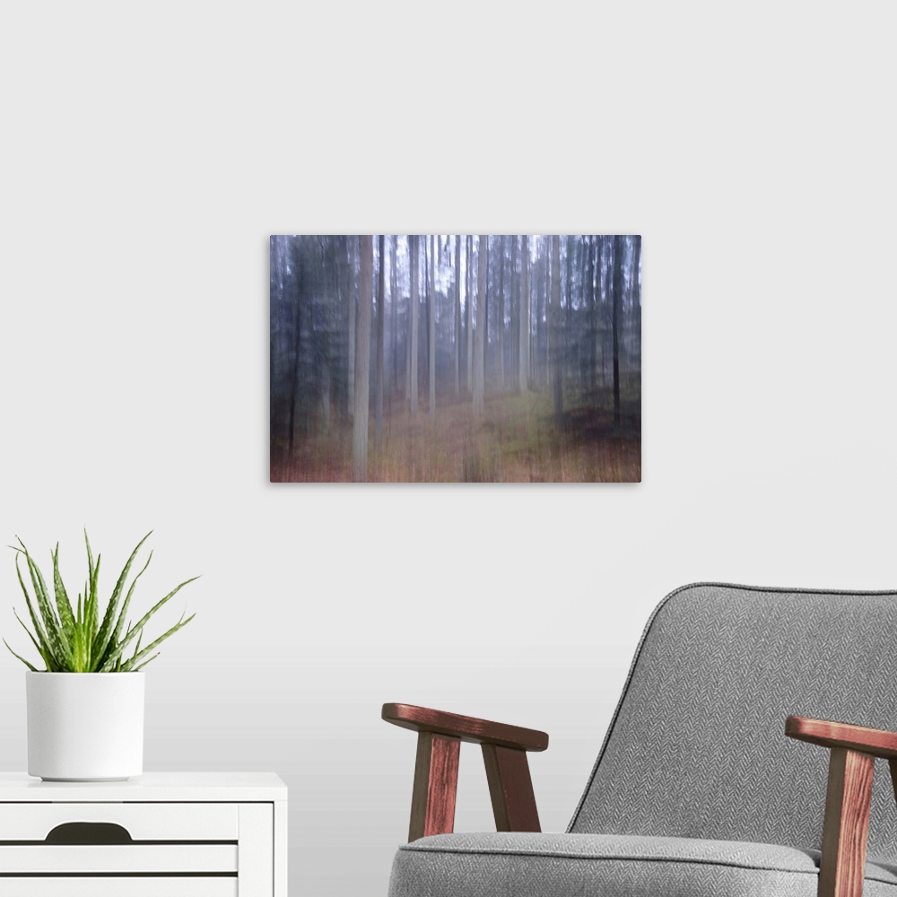 A modern room featuring Artistically blurred photo. Old pine forest Dover Plantage in North Jutland, Denmark, on a rainy ...
