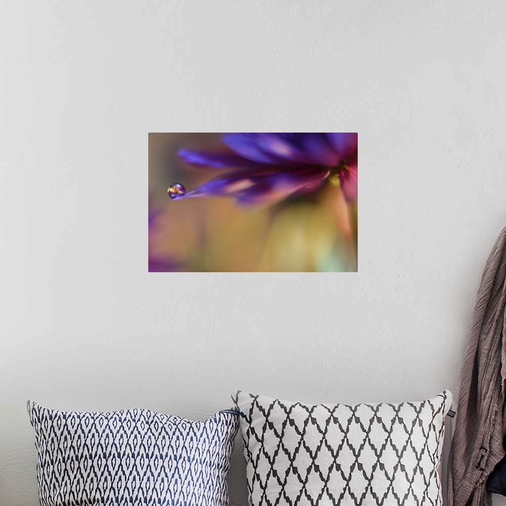 A bohemian room featuring A macro photograph of a water droplet sitting on the edge of a purple flower.