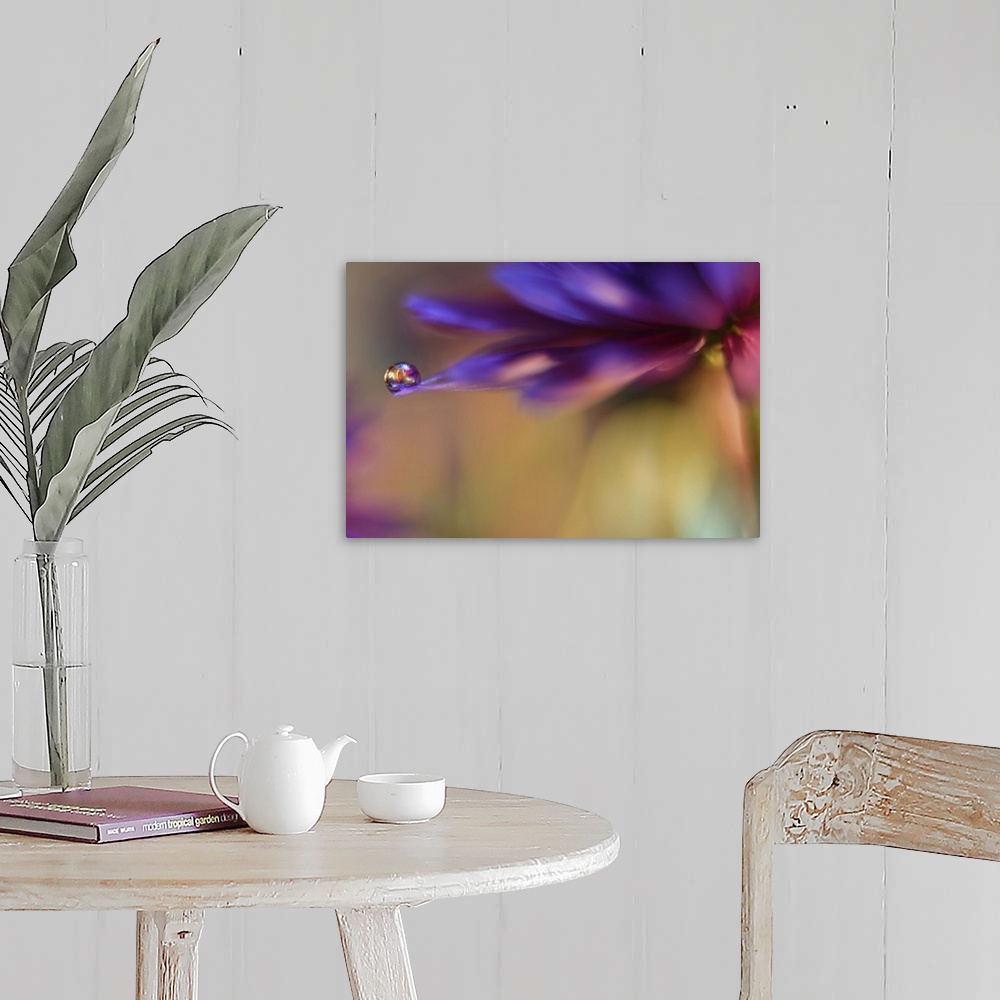 A farmhouse room featuring A macro photograph of a water droplet sitting on the edge of a purple flower.