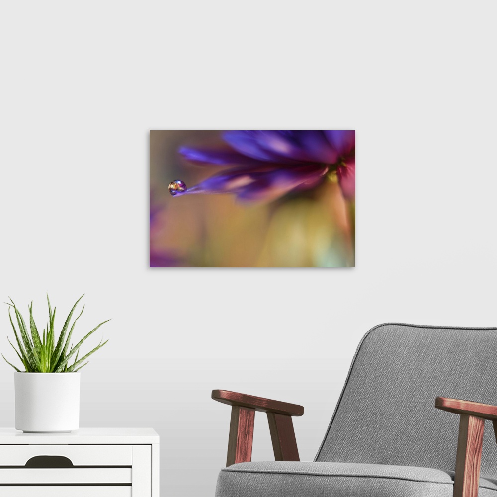 A modern room featuring A macro photograph of a water droplet sitting on the edge of a purple flower.