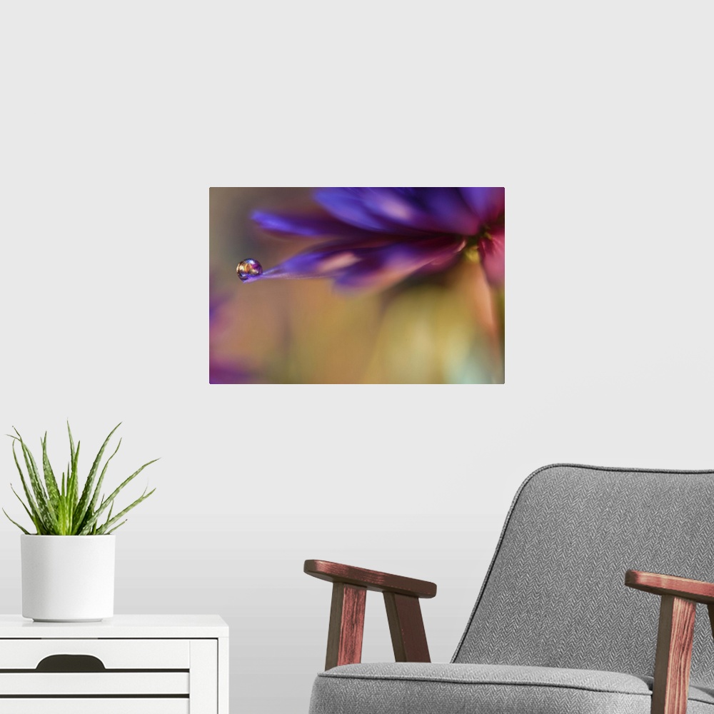A modern room featuring A macro photograph of a water droplet sitting on the edge of a purple flower.