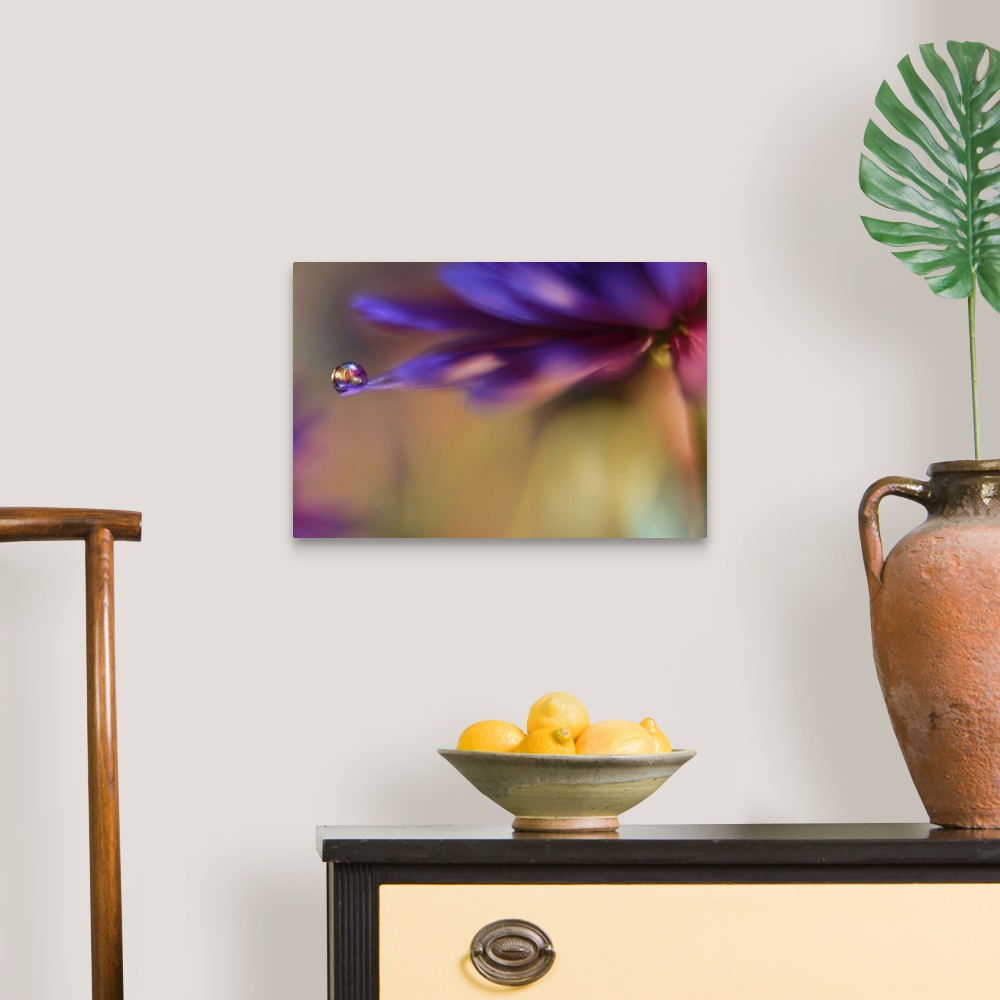 A traditional room featuring A macro photograph of a water droplet sitting on the edge of a purple flower.