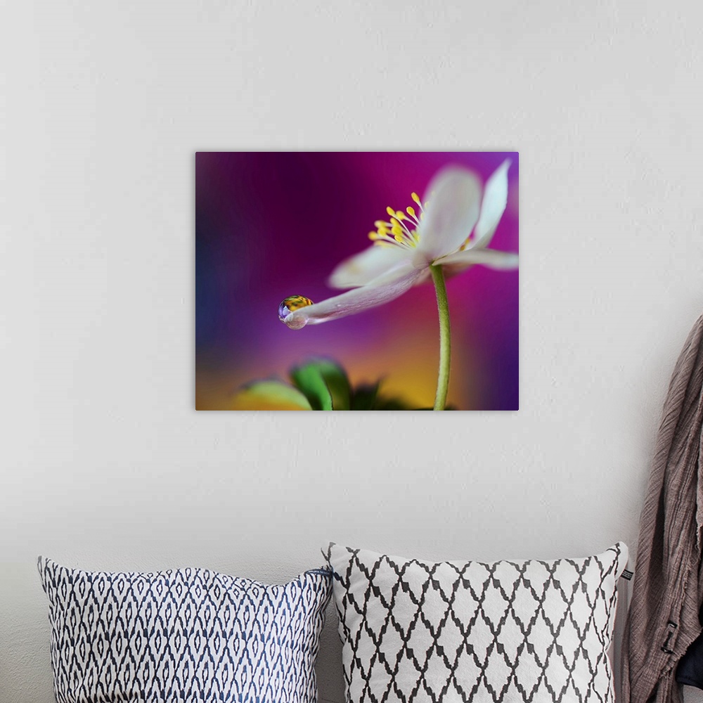 A bohemian room featuring A macro photograph of a water droplet sitting on the edge of a white flower petal.