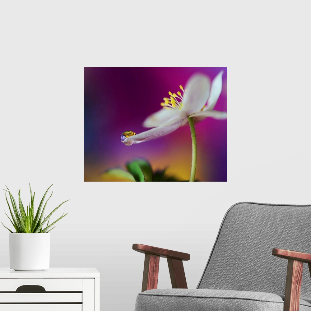 A modern room featuring A macro photograph of a water droplet sitting on the edge of a white flower petal.