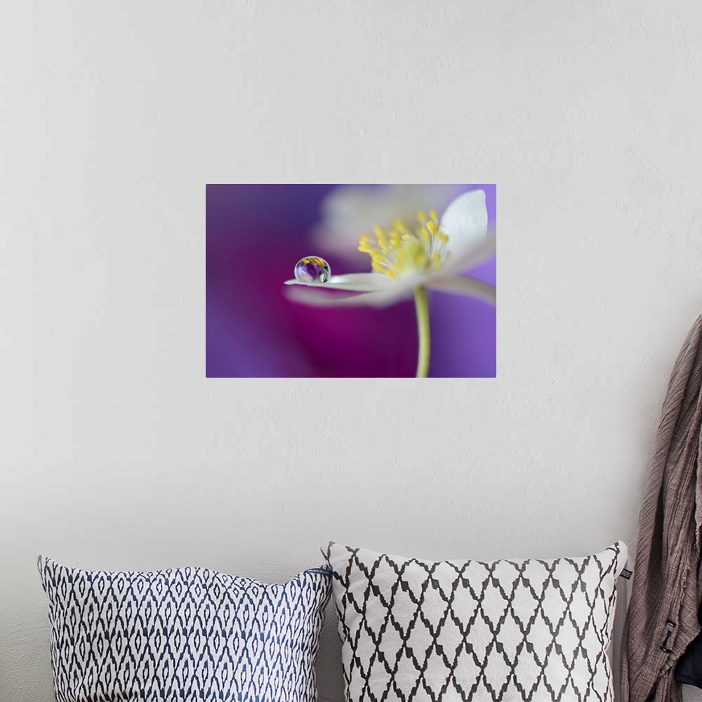 A bohemian room featuring A macro photograph of a water droplet sitting on the edge of a white flower petal.