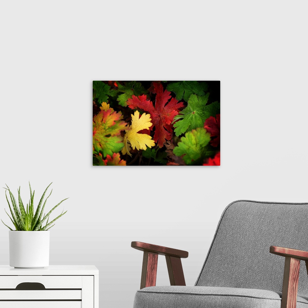 A modern room featuring Leaves of all colors in autumn