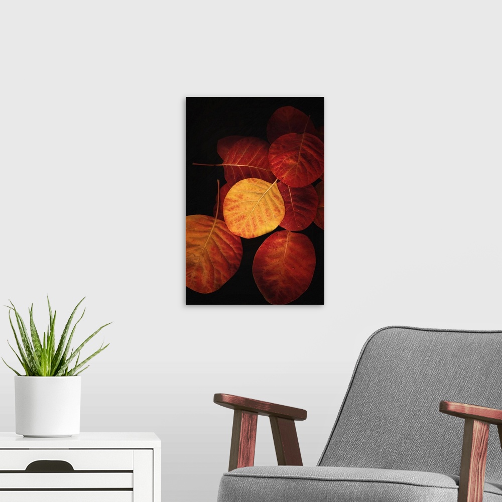 A modern room featuring Fine art photograph of a group of autumn leaves in moody lighting.