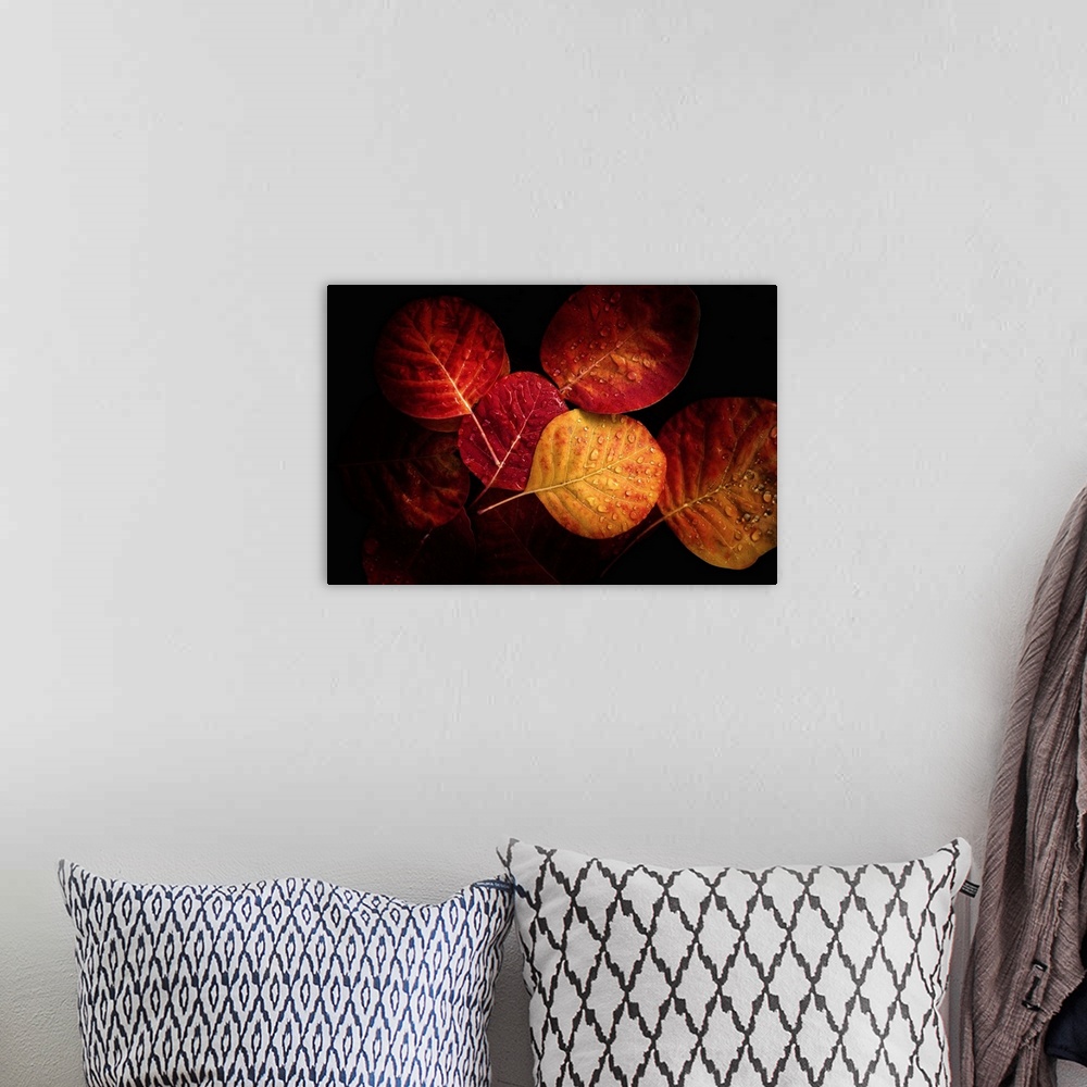 A bohemian room featuring Fine art photograph of a group of autumn leaves in moody lighting with dew drops.