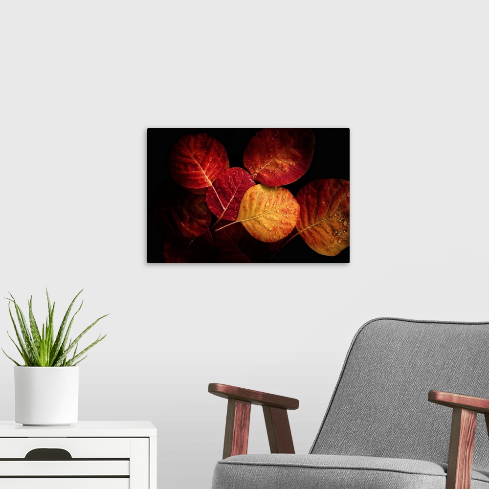 A modern room featuring Fine art photograph of a group of autumn leaves in moody lighting with dew drops.