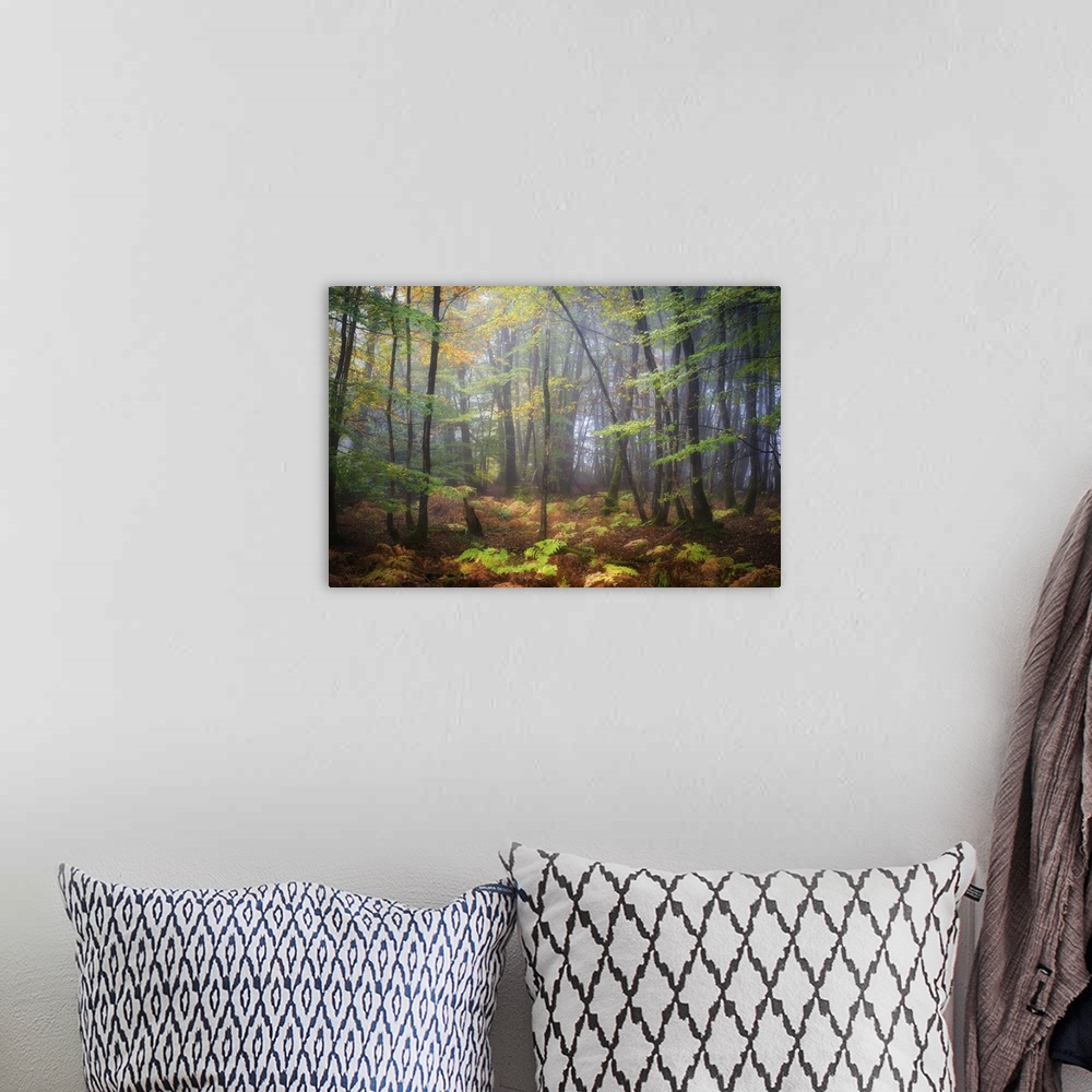 A bohemian room featuring Colorful leaves on a rainy, misty day in a temperate forest.