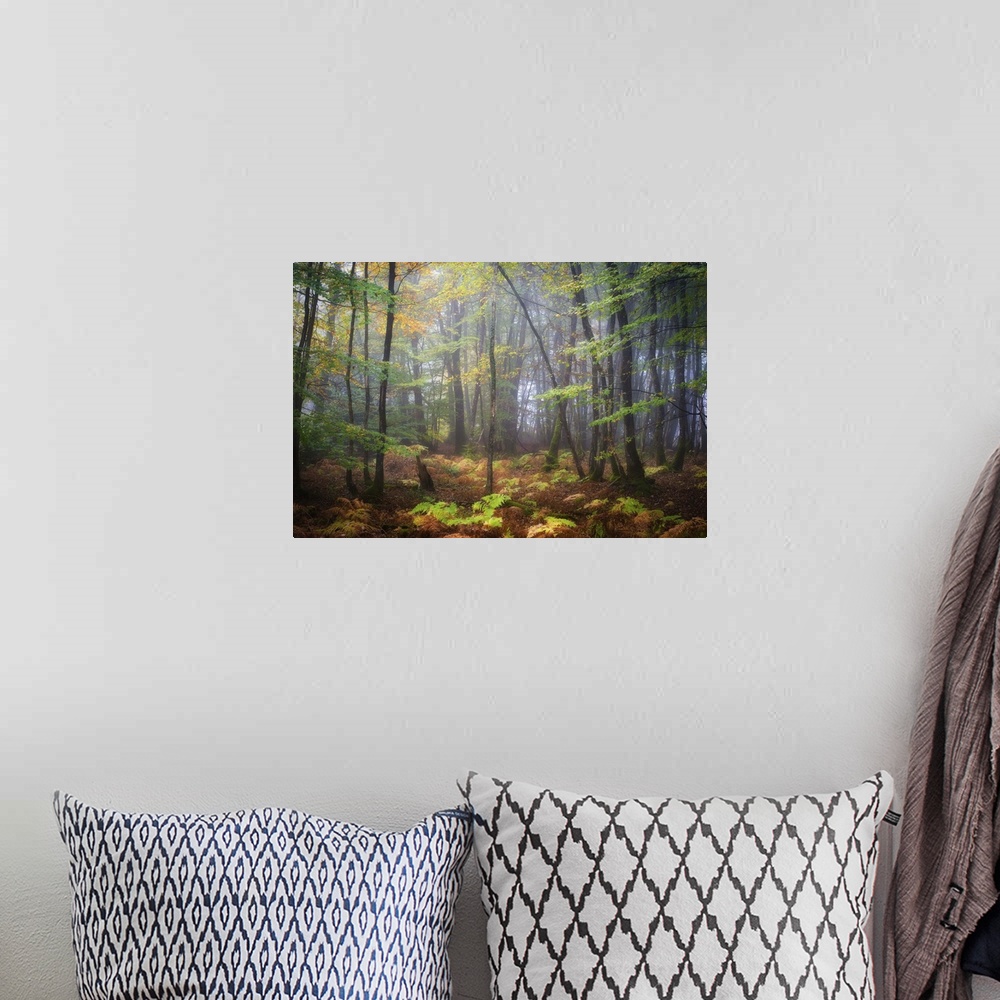 A bohemian room featuring Colorful leaves on a rainy, misty day in a temperate forest.