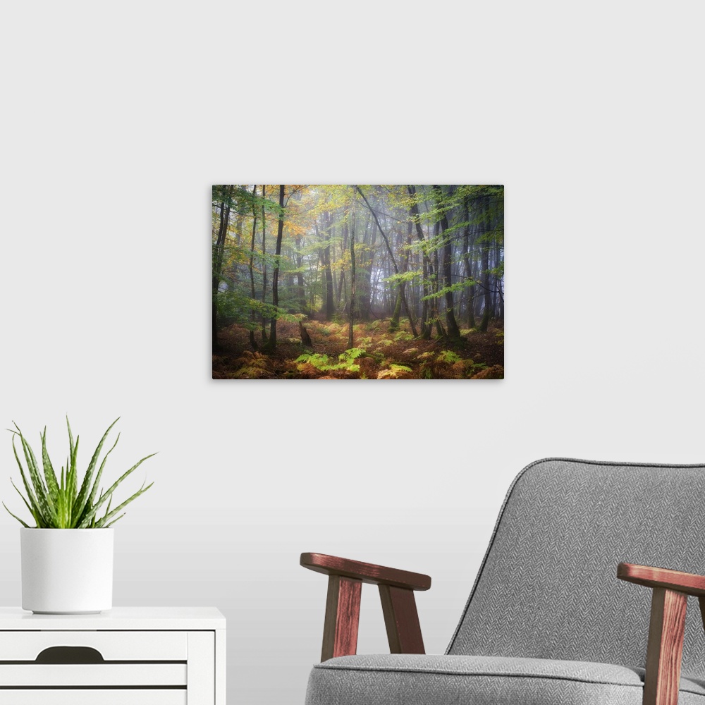 A modern room featuring Colorful leaves on a rainy, misty day in a temperate forest.