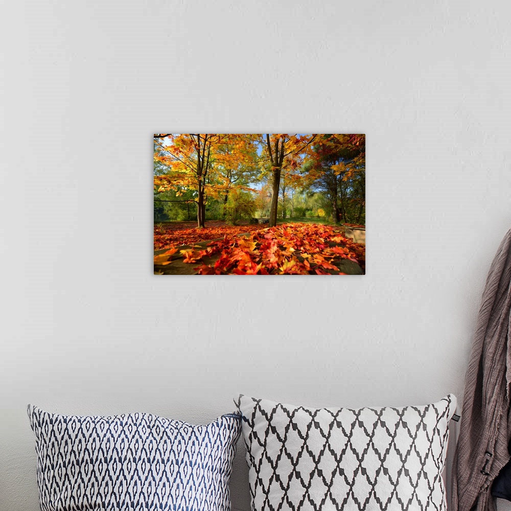 A bohemian room featuring A very colorful forest in autumn