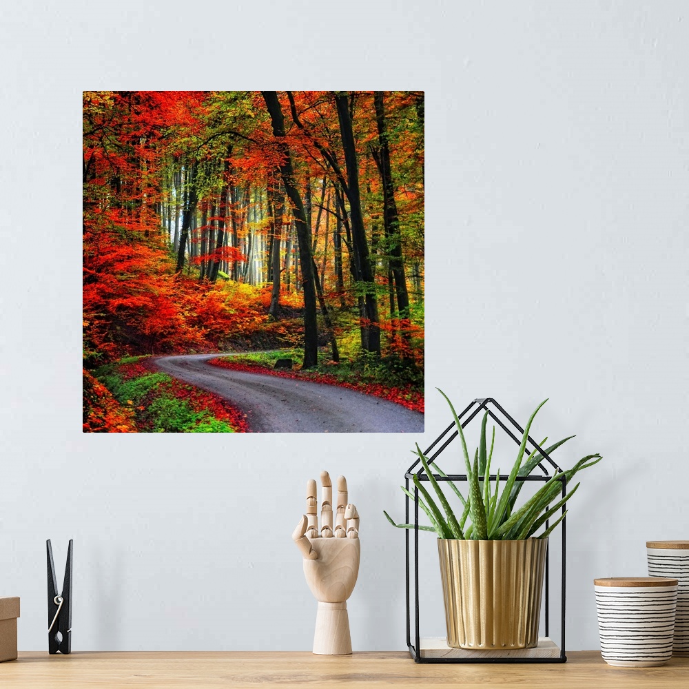 A bohemian room featuring Square Fine Art photograph of a winding road leading upward through a forest of vibrant fall colors.