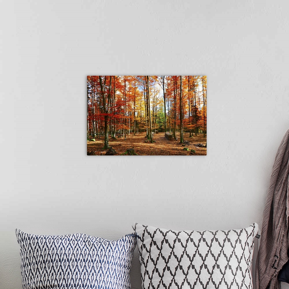 A bohemian room featuring Photograph of bright autumn forest.
