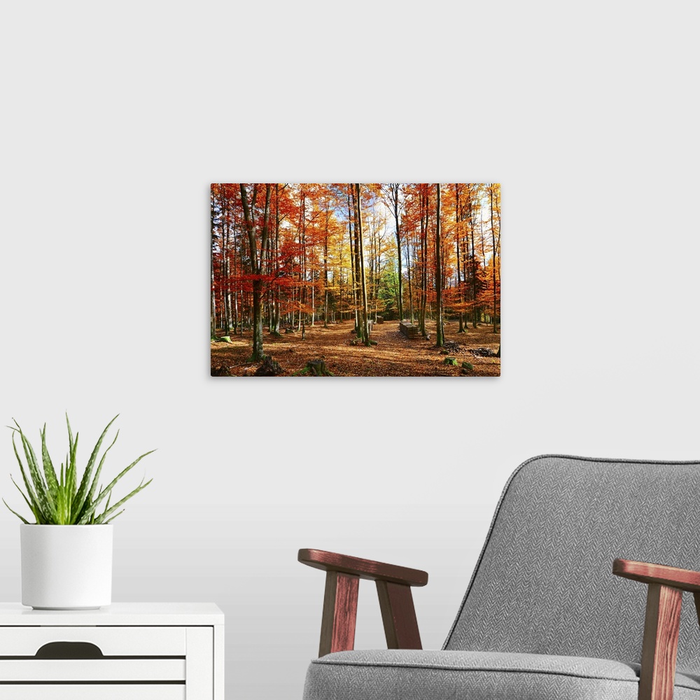 A modern room featuring Photograph of bright autumn forest.