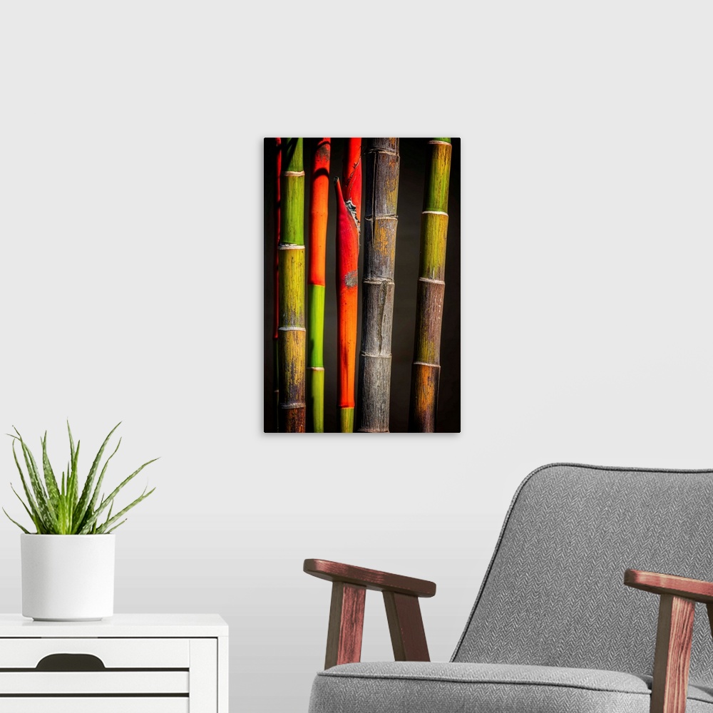 A modern room featuring Close up of colorful bamboo