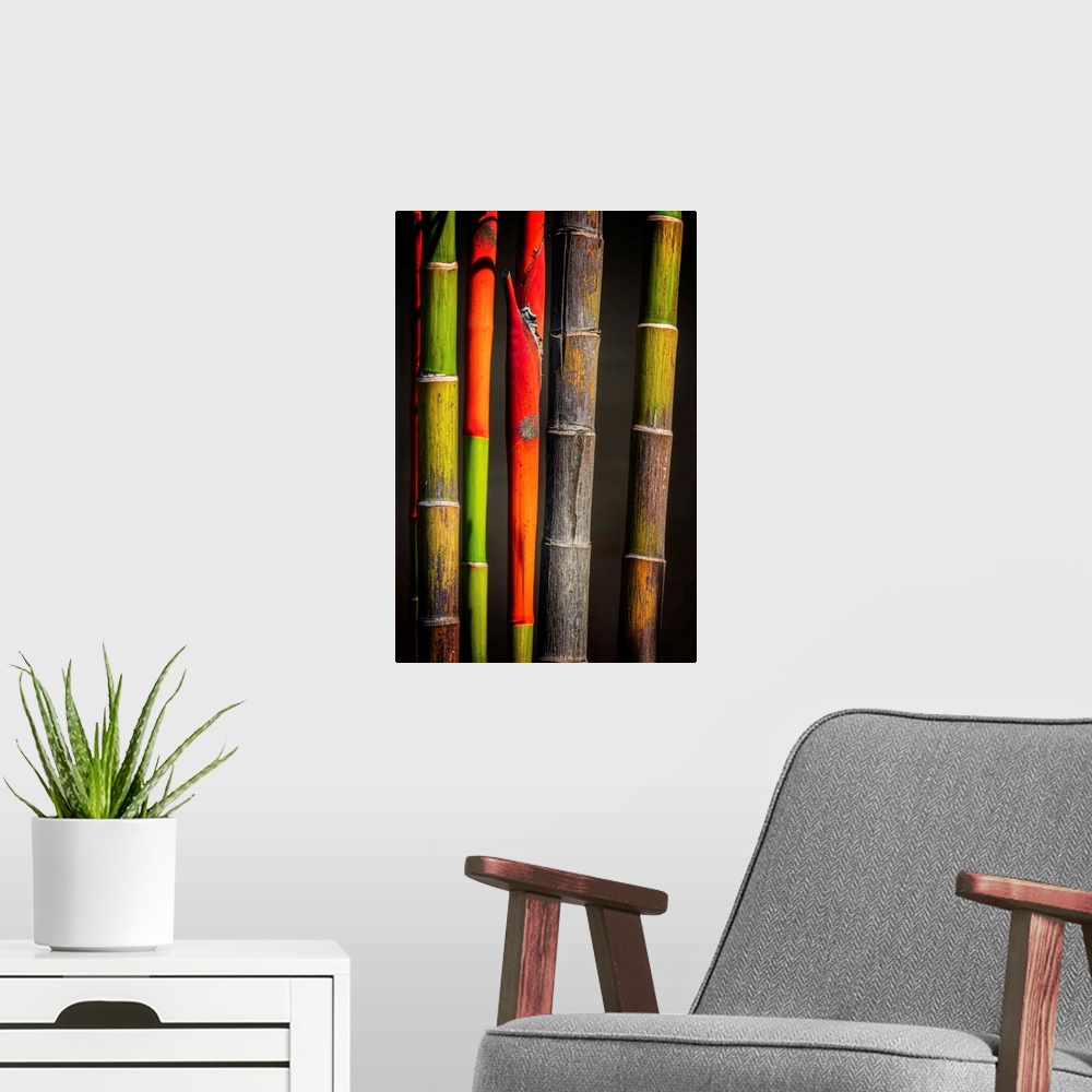 A modern room featuring Close up of colorful bamboo
