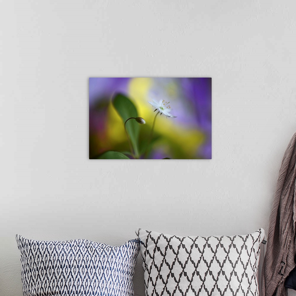 A bohemian room featuring Soft focus macro image of a flower and a bud against yellow and purple light.