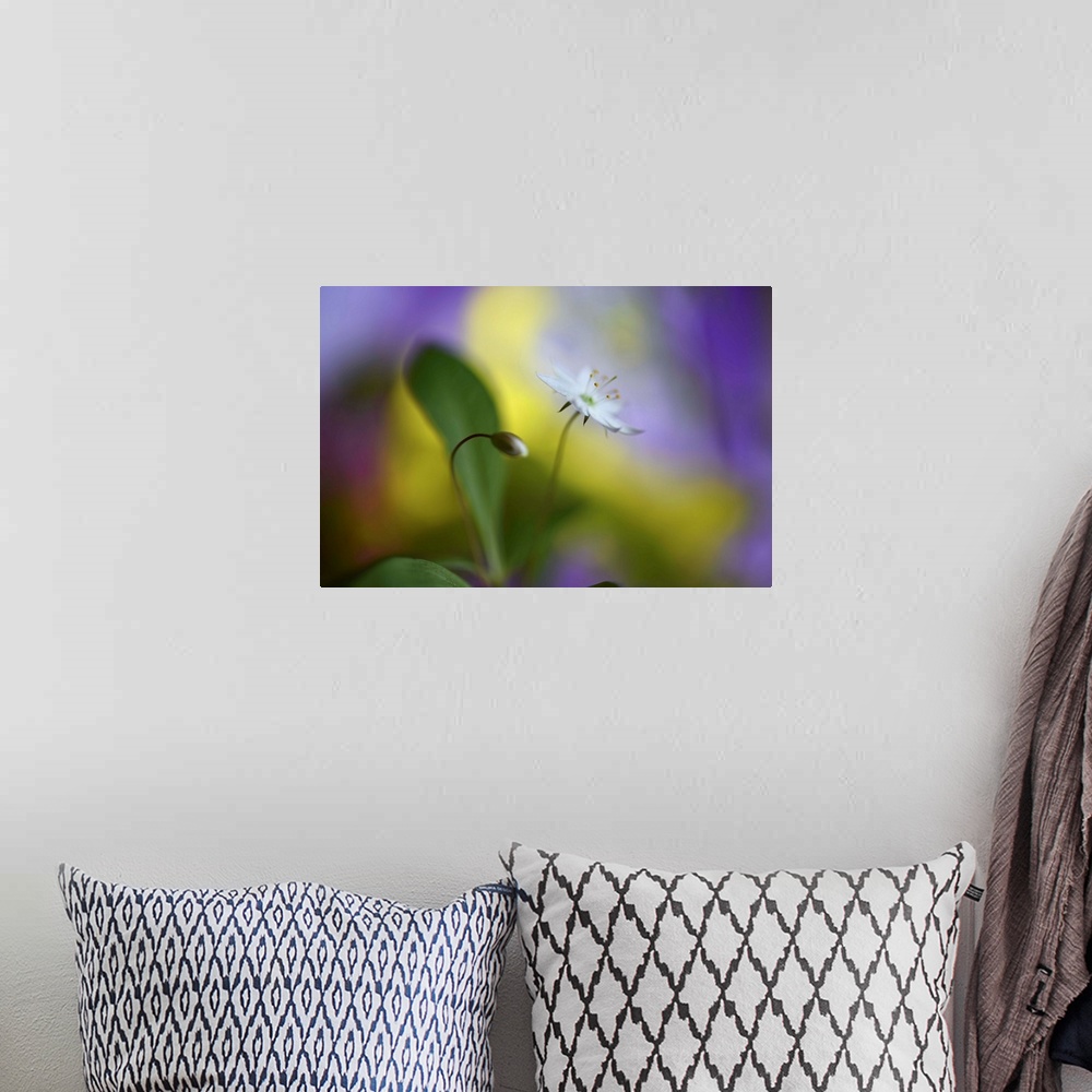 A bohemian room featuring Soft focus macro image of a flower and a bud against yellow and purple light.