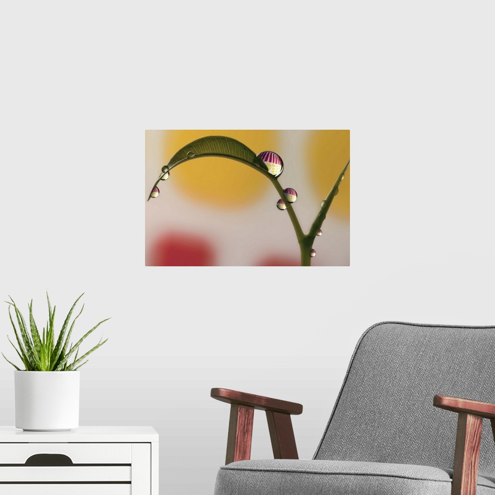 A modern room featuring A macro photograph of a water droplet sitting atop a small leaf on a stem.