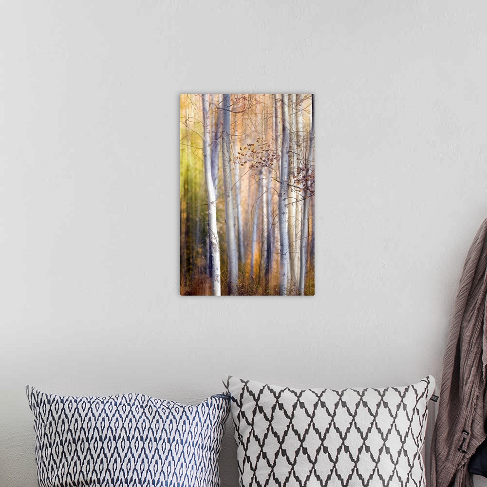 A bohemian room featuring Big, portrait, fine art photograph of many tall, thin trees with minimal leaves on the branches. ...