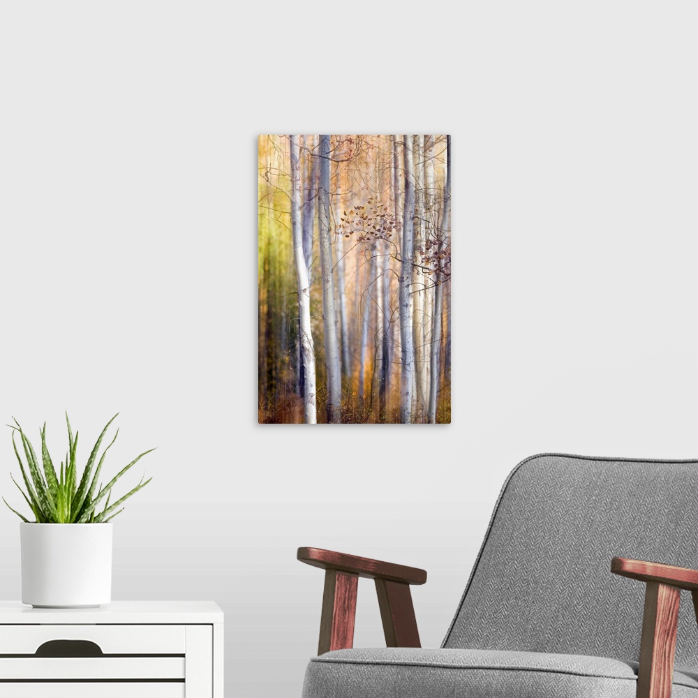A modern room featuring Big, portrait, fine art photograph of many tall, thin trees with minimal leaves on the branches. ...