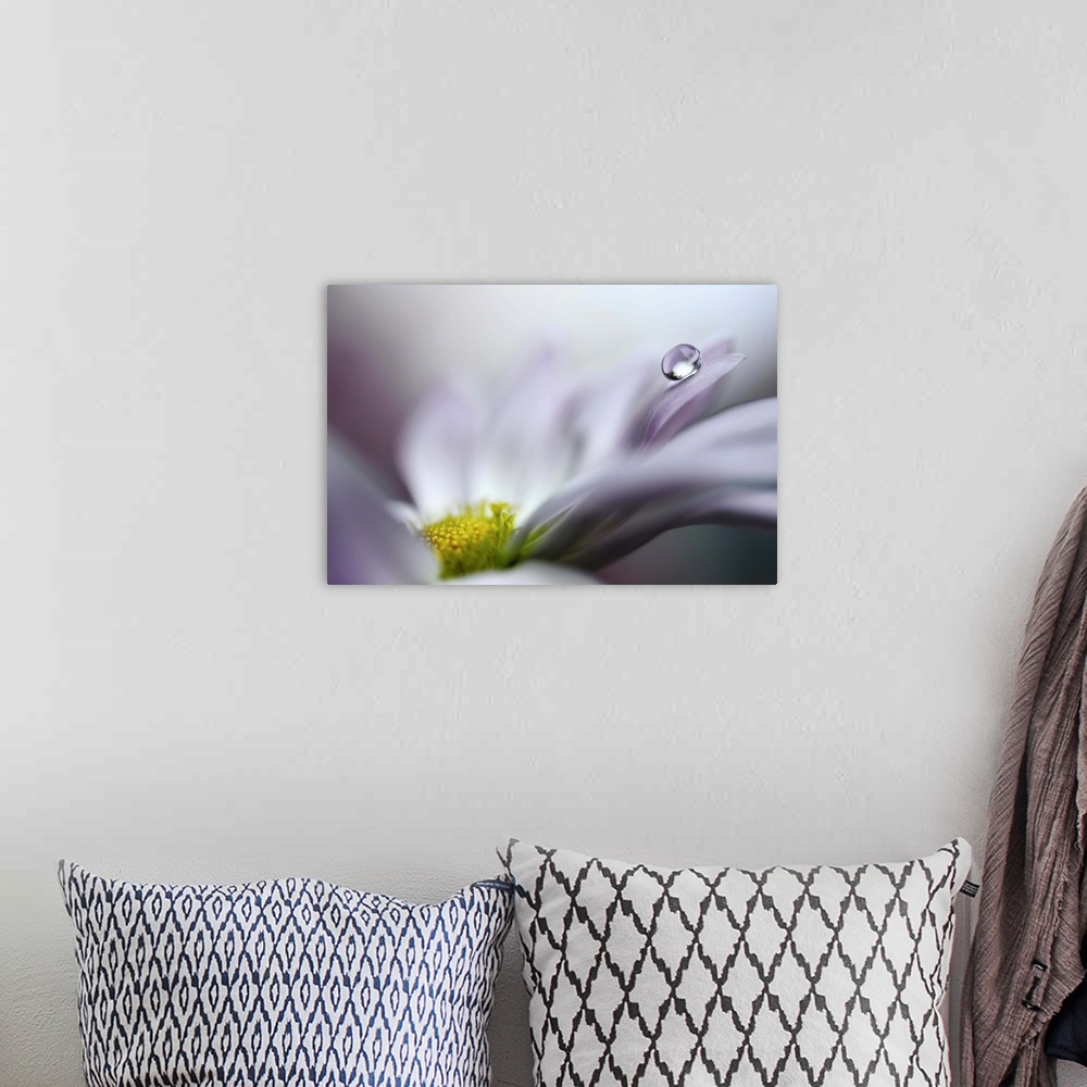 A bohemian room featuring Close up image of a flower with a single drop of water balancing on a petal.