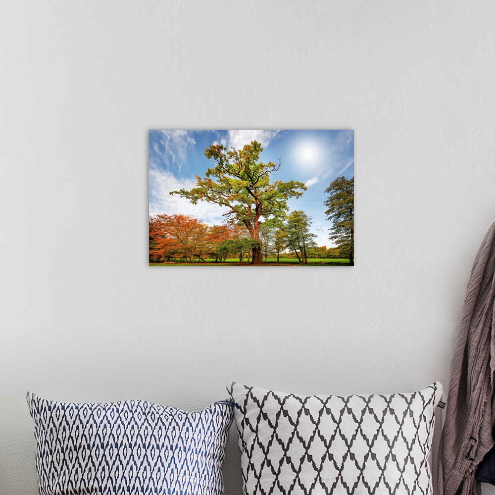 A bohemian room featuring Fine art photograph of the sun over a park with tall trees with colorful leaves.