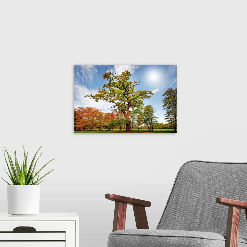 A modern room featuring Fine art photograph of the sun over a park with tall trees with colorful leaves.