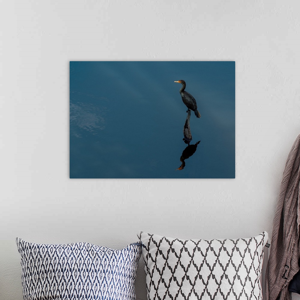 A bohemian room featuring A Cormorant and its reflection over deep blue water.