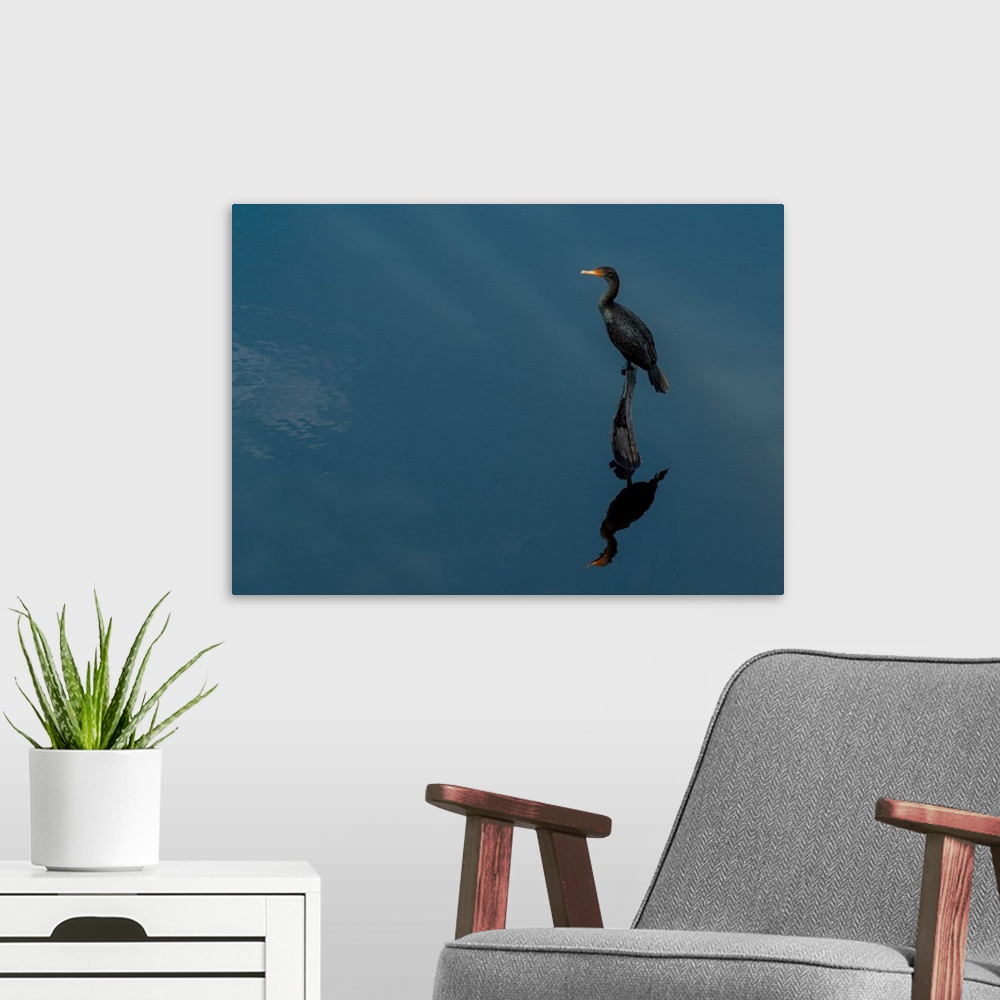 A modern room featuring A Cormorant and its reflection over deep blue water.