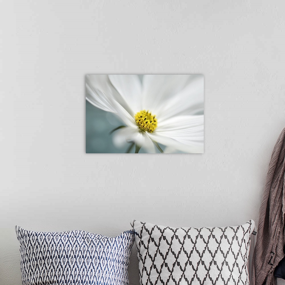A bohemian room featuring Close up view of the yellow center of a white flower.