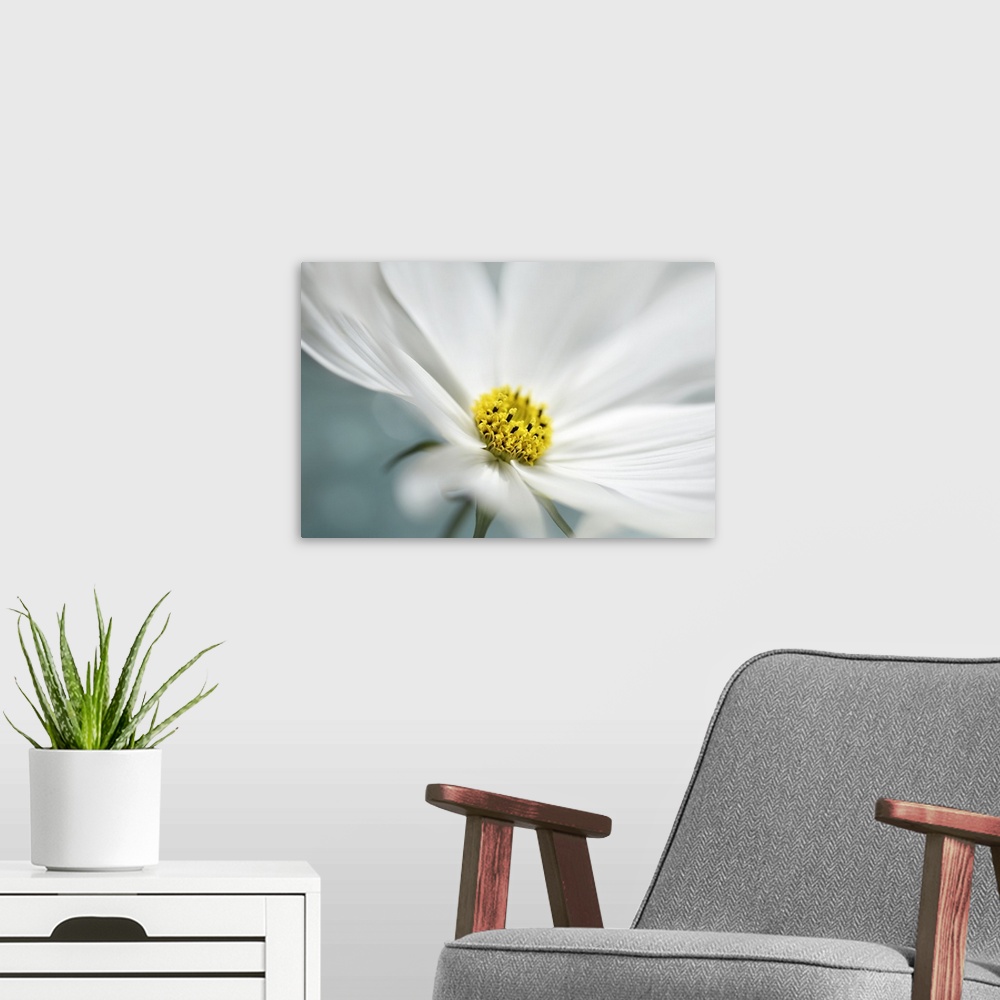 A modern room featuring Close up view of the yellow center of a white flower.