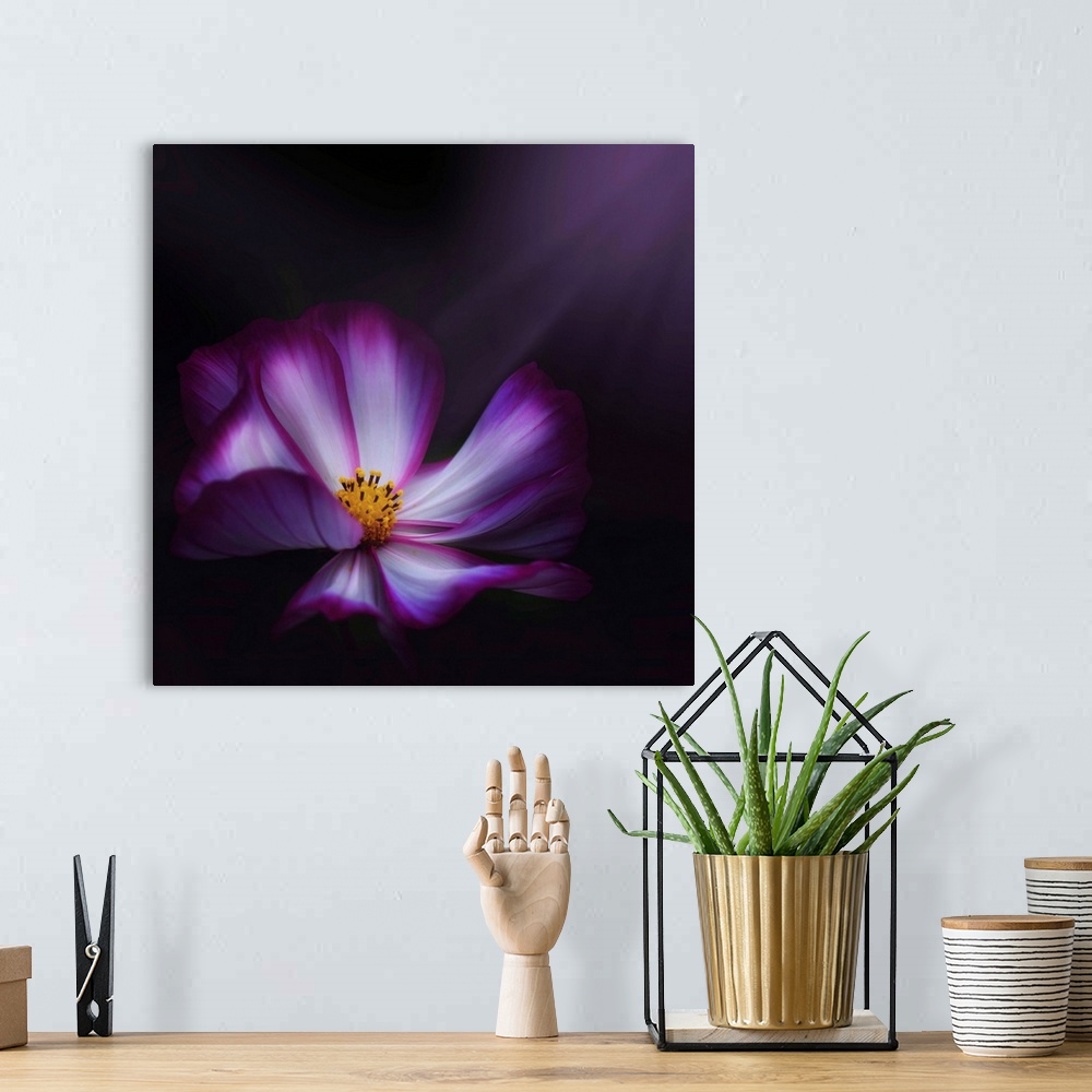 A bohemian room featuring Up-close photograph of flower blossom on a dark background.