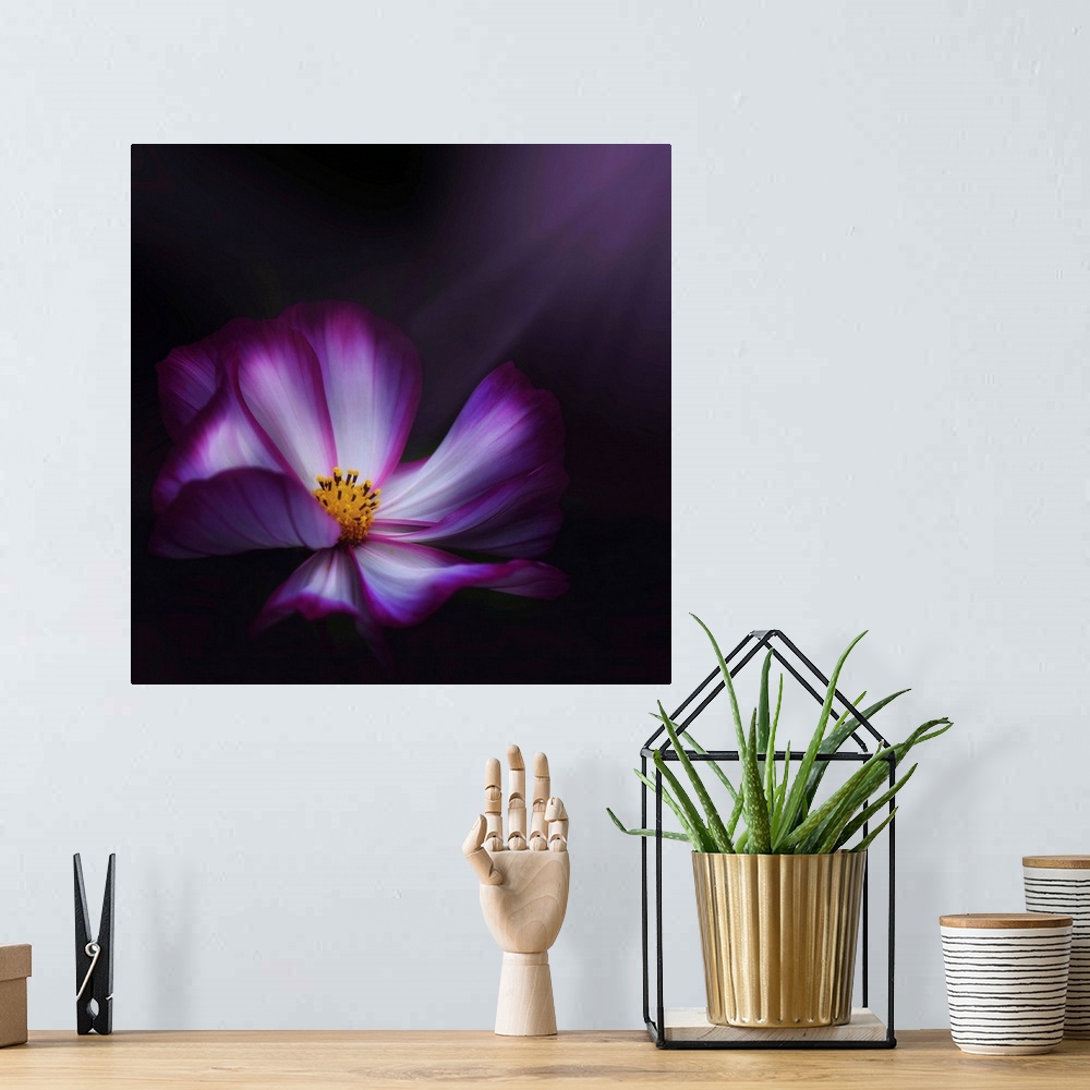 A bohemian room featuring Up-close photograph of flower blossom on a dark background.