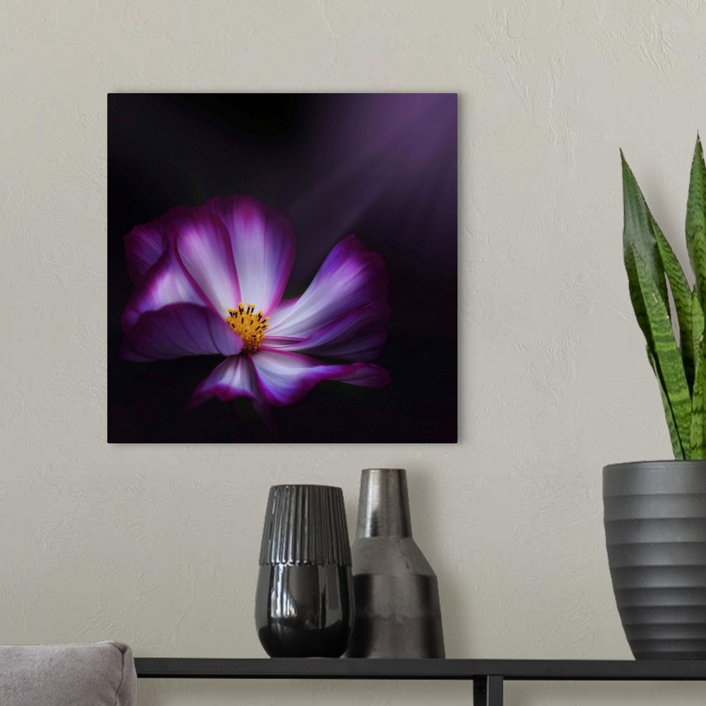 A modern room featuring Up-close photograph of flower blossom on a dark background.