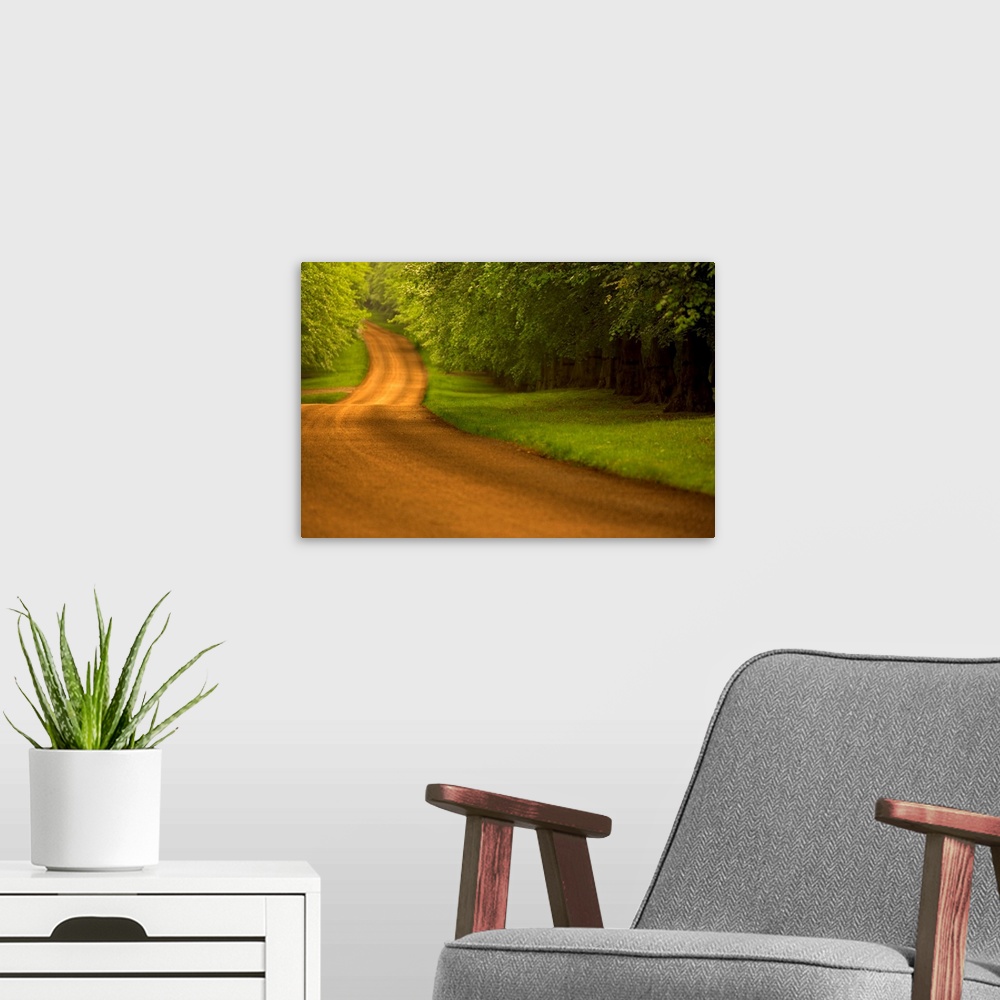 A modern room featuring Large canvas photo of a long dirt road with a dense forest on either side.