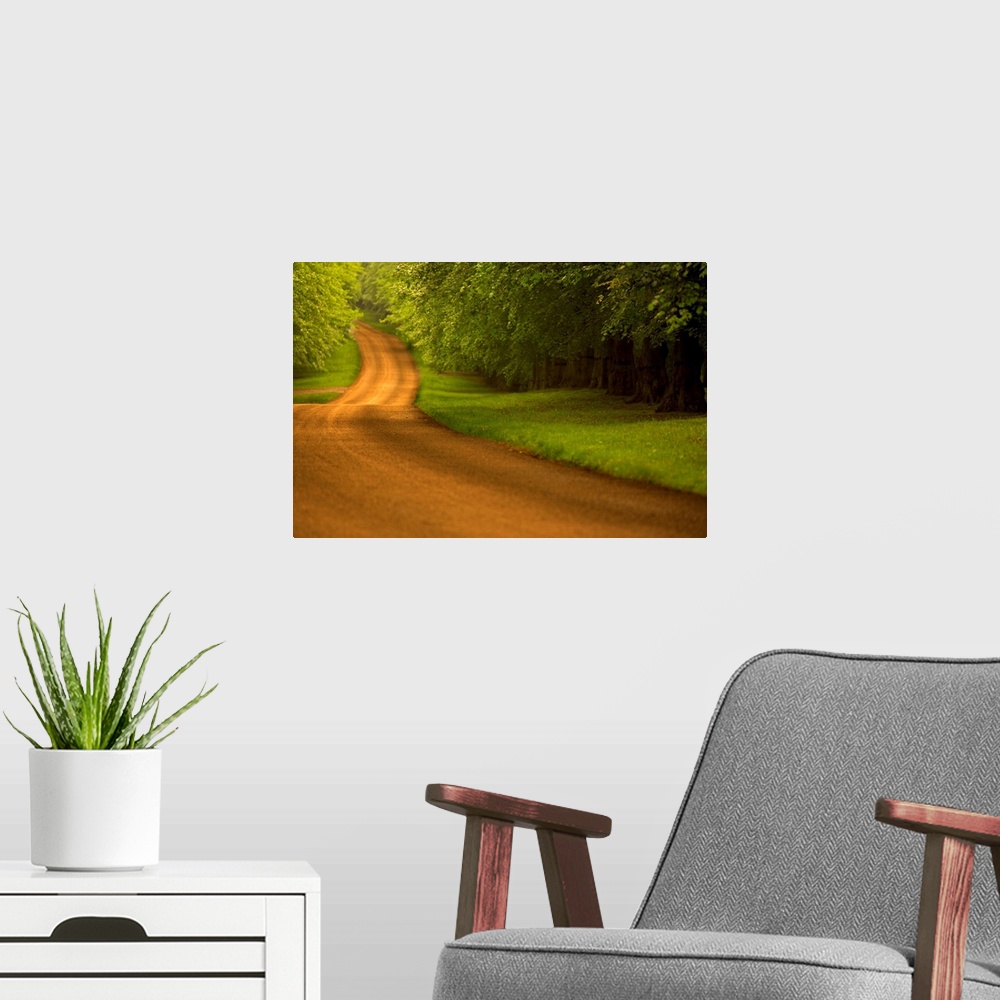 A modern room featuring Large canvas photo of a long dirt road with a dense forest on either side.